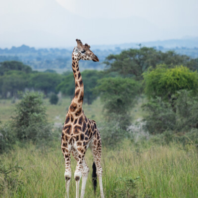 Rothschild Giraffes in Kidepo Valley National Park (23)