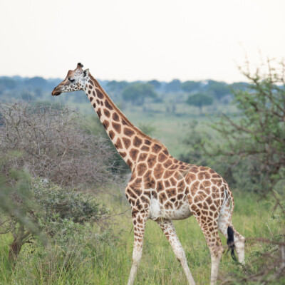Rothschild Giraffes in Kidepo Valley National Park (24)