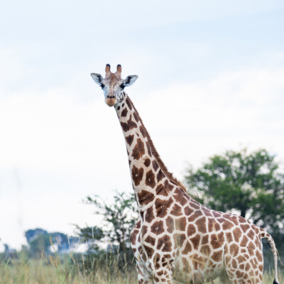 Rothschild Giraffes in Kidepo Valley National Park (25)