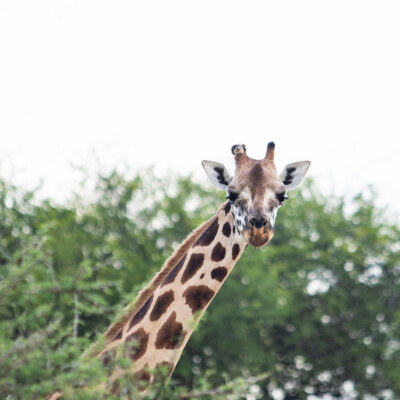 Rothschild Giraffes in Kidepo Valley National Park (3)