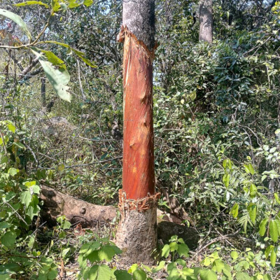 A tree stripped off bark by poachers in MFNP